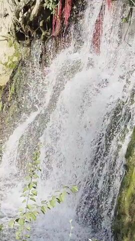 The video shows a close-up view of a waterfall cascading down moss-covered rocks. The water is white and frothy, creating a dynamic and textured surface. Pinkish-red organic material, possibly dried flowers or vines, hangs from the top of the waterfall, contrasting with the green moss and white water. A few green leaves are visible in the lower left corner of the frame, in sharp focus, suggesting a closer vantage point to the foreground. The lighting appears to be natural daylight, illuminating the scene and highlighting the movement of the water. There are no people or animals visible in the video. The overall impression is one of natural beauty and the flow of water in an outdoor environment.