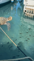 Sea turtle and fish in clear Laganas coastal waters