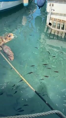 A sea turtle swims near a boat. Many small fish are swimming around the turtle and in the water. The water is clear and blue. There is a rope in the foreground.