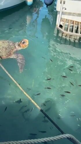 Sea turtle and fish in clear Laganas coastal waters