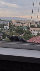 Pigeon on an Almaty windowsill, city and mountains beyond