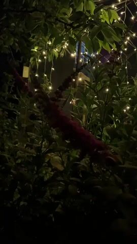 The video shows a close-up view of dark green foliage at night. A string of small, warm-toned LED lights is draped across the branches and leaves, creating a bokeh effect. In the foreground, a long, slender cluster of dark pink or burgundy flowers is visible, slightly out of focus. The overall impression is of a softly lit garden scene at dusk or after dark. No people or animals are visible. The lighting suggests artificial illumination, likely from the string lights.