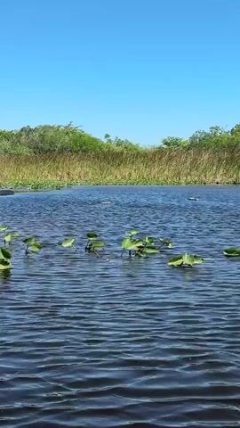 The video depicts a serene, natural scene of a body of water, likely a lake or river, set against a backdrop of tall grass and shrubs under a clear blue sky. Lily pads are scattered on the water's surface in the foreground, adding a touch of greenery to the water. The water is rippled and dark. In the background, vegetation lines the opposite bank. The camera pans left as it navigates through the water.
