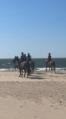 Horses on the shore, lazy beach lounging — a full beach day.