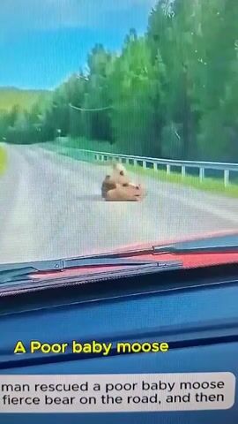 A man in a vehicle films a young moose lying on a paved road. A large bear walks towards the moose. The moose attempts to stand but appears to be struggling. The bear approaches the moose and then walks away. The man then exits his vehicle and approaches the moose, placing his hands on it as if to help it up. The text on the screen reads "A Poor baby moose" and "man rescued a poor baby moose from a fierce bear on the road, and then rescue it and take it home". The environment appears to be a rural area with trees lining the road.