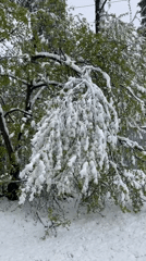 Unusual spring snowfall covers green trees in Malakhovka, Russia