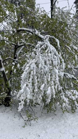 Unusual spring snowfall covers green trees in Malakhovka, Russia