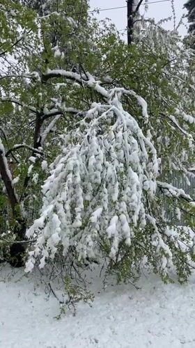 Unusual spring snowfall covers green trees in Malakhovka, Russia