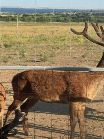 The video shows a group of deer behind a wire fence. The deer are brown with antlers, some of which are still developing and covered in velvet. The environment appears to be an outdoor enclosure with dry grass and dirt. In the background, there is a body of water and a distant shoreline. The deer are interacting with each other, some are grazing, and one appears to be nudging another. One deer has a red tag on its ear. The overall lighting suggests it is daytime, possibly late afternoon due to the shadows.