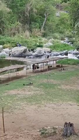The video shows an outdoor scene near a river in El Jabillo, Venezuela. Lush green trees and dense vegetation line the far bank of the river. The river itself has exposed rocks and shallow areas.

Along the near bank, there are several rustic, makeshift shelters constructed with wooden poles and covered with dried leaves or straw, providing shade. A few adults are visible near these shelters, some standing and others possibly sitting.

In the river, on some of the larger rocks, several children are seen playing. One child in a blue shirt is prominently visible on a white rock. The overall atmosphere appears calm and natural. The ground near the shelters is a mix of grass and dirt. A tall tree trunk is briefly seen in the foreground at the beginning of the video as the camera pans. The time of day appears to be daytime, with natural lighting. No text is visible in the video.