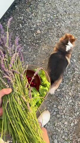 A hand holds a large bunch of lavender flowers next to a metal basket filled with leafy greens and red berries. A dog, primarily brown and black with white markings on its chest and rear, stands to the right of the basket, looking away from the camera. The scene takes place outdoors on a gravel surface.