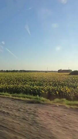 The video captures a vast field of sunflowers under a clear blue sky, seen from a moving vehicle. The sunflowers, predominantly yellow with dark centers, stretch as far as the eye can see, creating a vibrant, textured landscape. The vehicle's perspective reveals a dirt road or path in the foreground, indicating travel through a rural area. In the distance, a line of trees borders the horizon, punctuated by a few utility poles. The sunlight casts a warm glow, suggesting it is daytime, likely late morning or afternoon. The overall impression is one of expansive natural beauty and the simple charm of the countryside.