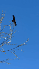 Spring nature scenes documented across Biysk, Russia morning
