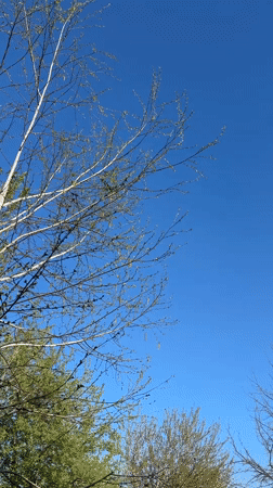 Spring nature scenes documented across Biysk, Russia morning