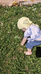 Child plays with dandelions in Russian village yard