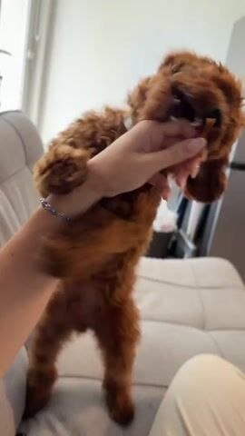 A small brown poodle is standing on its hind legs, reaching up to take a treat from a person's hand. The person's hand is visible in the foreground, holding a small orange treat. The poodle is looking up at the treat with its mouth open, ready to eat it. The dog is on a couch in a dimly lit room.