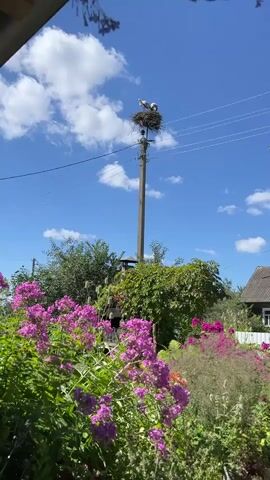 The video shows a storks nest on a utility pole with two storks in it against a bright blue sky with white clouds. The nest is made of twigs and is situated at the top of the pole. The storks are standing in the nest, and one of them appears to be preening its feathers. Below the nest, there are power lines running across the screen. In the foreground, there are vibrant pink flowers and lush green foliage, suggesting a natural or semi-rural environment. The overall scene depicts a serene moment of wildlife in its habitat.