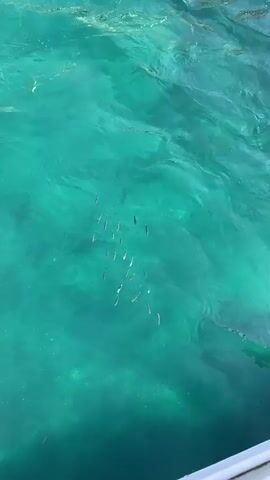 The video opens with a close-up view of clear, turquoise water, revealing a school of small, silvery fish swimming near the surface. The camera then pans upwards, showing the underside of a boat with the text "M/N ANTARES" and "TRA VEL MAR" visible on its hull. The boat is docked next to a stone pier. In the background, a town with white and pastel-colored buildings is visible on a hillside overlooking the harbor. Several people are gathered on the pier and along the waterfront. A boat with the registration number "SA2692" is also visible. The scene appears to be a sunny day at a coastal town.