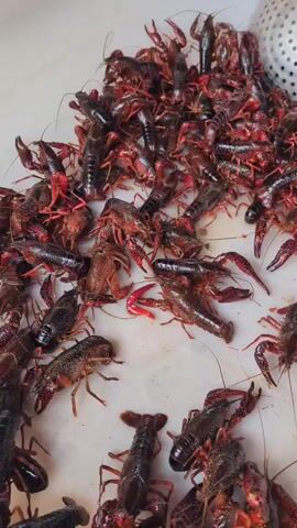 The video shows a large pile of live crawfish on a white surface. The crawfish are mostly dark red and black, with some lighter brown individuals. They are clustered together, with many of their legs and antennae visible. Some of the crawfish are facing different directions, and their claws are extended. In the background, a portion of a silver, perforated colander is visible, suggesting the crawfish may have been recently caught or are being prepared for cooking. The lighting appears to be bright, and the scene is likely indoors, given the white surface and the presence of the colander. There is no visible text in the video. The activity is the mere presence of the crawfish.