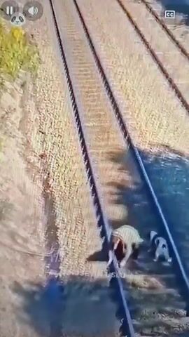 The video shows a person on railroad tracks, appearing to rescue two dogs. The person is in the process of lifting or moving the dogs from the tracks as a train approaches. The train is yellow and white and is visible on the tracks. The environment appears to be outdoors with gravel and grass alongside the railroad tracks. The video is a close-up aerial view.