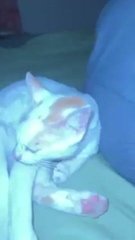 A close-up video shows a white cat with some orange patches sleeping on a green surface, likely a bed or blanket. The camera zooms in on the cat's face, showing its closed eyes, pink nose, and white whiskers. The cat's paws are also visible, showing pink paw pads. The background is blurred and out of focus.
