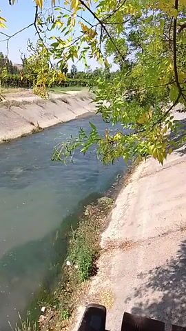 A narrow, artificial canal with concrete sides flows through a rural landscape. The water is a murky green, with some debris floating on the surface. The banks are lined with vegetation, including tall green grass and some smaller plants with white flowers. Overhead, tree branches with green and yellowing leaves hang down, casting dappled shadows on the canal and the path beside it. In the background, rows of trees or vines are visible, suggesting farmland. The sky is clear and blue. The camera appears to be mounted low, possibly on a bench or seat, looking down into the canal and across to the opposite bank. There are no people visible in the video.