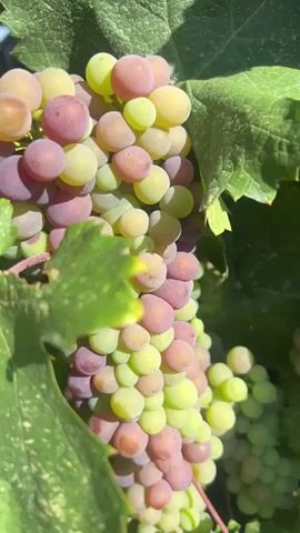 A close-up shot of ripening grapes on a vine. The grapes are a mix of green and pinkish-purple, with some appearing more mature than others. They are clustered together, hanging from the vine, and are partially obscured by large green grape leaves. The lighting suggests it is daytime, with sunlight filtering through the leaves, creating dappled shadows. There is a shallow depth of field, with the focus sharp on the grapes in the foreground and slightly softer on the background elements. No people or actions are visible.