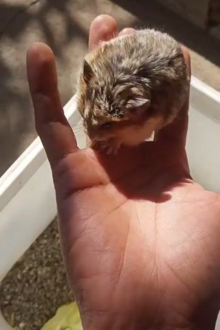 A close-up shot shows a small, furry hamster resting in the palm of a person's hand. The hamster is brown and gray with darker stripes along its back. Its eyes are small and dark, and its whiskers are long and white. The person's hand is open, and the hamster is curled up comfortably. A white tray with gravel and a piece of lettuce is visible in the background, suggesting the hamster may be in an enclosure or being prepared for its habitat. The lighting suggests the scene is outdoors or near a window.