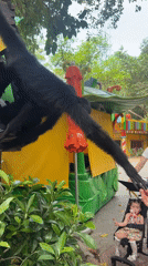 Spider monkeys interact with visitors at Chimelong Safari Park