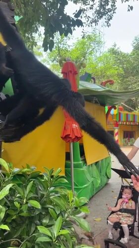 Spider monkeys interact with visitors at Chimelong Safari Park
