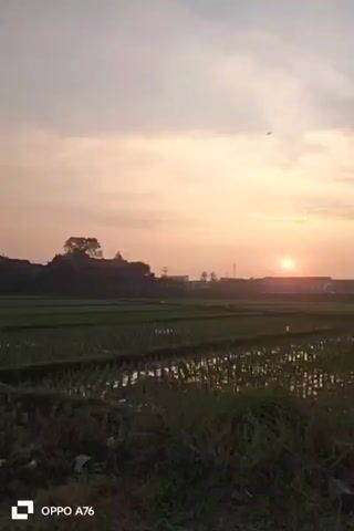 The video captures a landscape view of rice fields during sunset. The sun is visible low on the horizon, casting a warm glow on the sky. In the background, there are buildings and hills. The foreground shows the rice paddies, some of which are filled with water reflecting the sky. A road runs along the edge of the fields, and a tree branches into the frame from the right side. The video appears to be filmed from a stationary position, with the camera slowly panning or slightly shifting. There are no people or animals visible in the footage. The overall atmosphere is serene and peaceful, typical of a rural sunset.