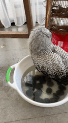Juvenile owl bath time in a Bali home