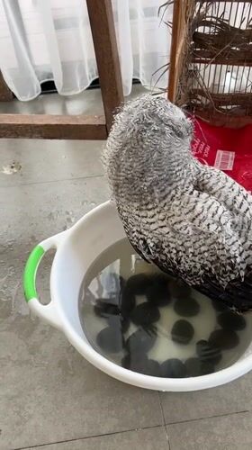 Juvenile owl bath time in a Bali home