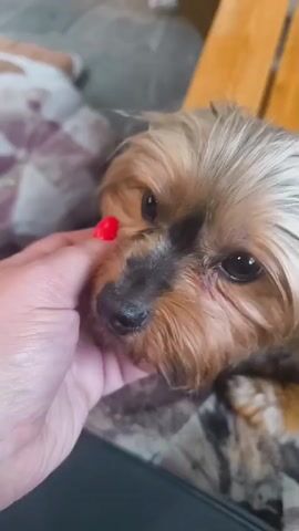 A person's hand with red nail polish is gently petting a small Yorkshire Terrier dog's head. The dog has light brown and tan fur, with dark eyes. The dog is lying down on a patterned surface that appears to be upholstery. In the background, there is a wooden structure and another dog lying down, mostly out of focus. The lighting suggests an indoor or shaded outdoor environment.