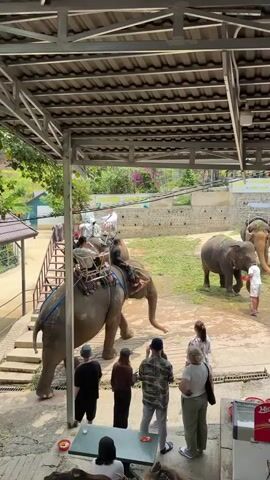 The video captures an outdoor scene at an elephant sanctuary or tourist park in Hiệp Thạnh, Vietnam, under bright daylight. A large, partially covered metal roof structure extends over a viewing and seating area.

In the foreground, several people are standing and observing the elephants. On the left, a large elephant, fitted with a saddle or howdah, has multiple riders on its back and is guided by a mahout. It appears to be either dismounting or about to ascend a wooden ramp and stairs. In the center-right, another elephant is being fed bundles of green grass by a person in a white shirt. A third elephant is visible further in the background.

The ground is a mix of dirt and paved sections, with grass and greenery in the background. Some people are seated at tables under the shaded structure. A red cooler or fridge with the text "Kem Merino" is visible on the right. The overall atmosphere suggests a tourist activity centered around elephant interaction and viewing.