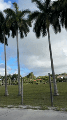 Residential landscape with palm trees documented in Davie, Florida
