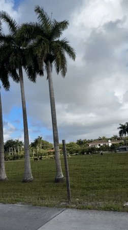 Residential landscape with palm trees documented in Davie, Florida
