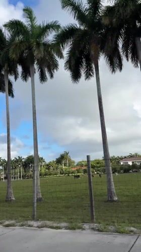 Residential landscape with palm trees documented in Davie, Florida