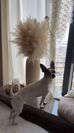 Dog spotted in decorated Panyu apartment interior