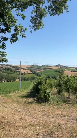 The video shows a rural landscape on a sunny day. In the foreground, there is dry grass and some green bushes. Behind the bushes, there is a vineyard with rows of grapevines. In the middle ground, there are rolling hills covered with green and yellow fields. A small village or town is visible on top of a hill in the distance. A power line runs across the landscape. The sky is clear and blue. The overall scene is peaceful and idyllic.