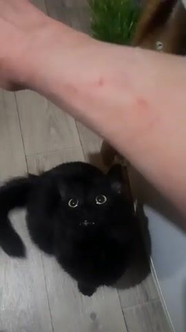 The video shows a black cat with yellow eyes looking up at a human hand. The cat is sitting on a light-colored wooden floor. The human hand is extended towards the cat. In the background, there is a glimpse of what appears to be a brown cat or dog, and a small white object is being held by the brown animal. A patch of green grass is also visible in the background. The black cat's tail is curved upwards. The cat appears alert and possibly expectant.