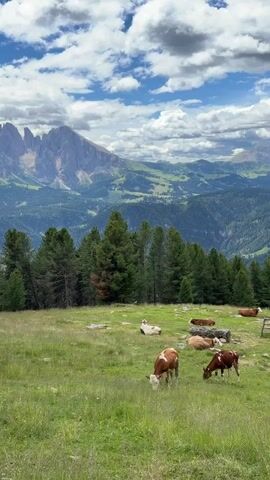 A vertical, wide-angle video captures a pastoral mountain landscape under a cloudy sky. In the foreground, a lush green meadow is dotted with several brown and white cows. Some cows are grazing, while others are lying down. A line of dense, dark green pine trees runs horizontally across the middle ground, separating the meadow from the distant mountains. The background features majestic, rugged mountain peaks with steep, rocky faces and softer, tree-covered slopes. The sky is filled with dramatic white clouds against a light blue backdrop, casting shadows on the landscape.