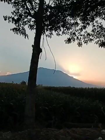 The video shows a silhouette of a mountain against a hazy sky with the sun just beginning to peek over the horizon, casting rays of light. In the foreground, there is the silhouette of a tree trunk on the right and some foliage, possibly corn stalks, in the center. The scene appears to be outdoors during sunrise or sunset.