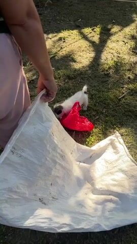 A white puppy with black markings plays in a grassy area next to a red plastic bag and a pile of green bananas. A person in red pants and black boots stands nearby, holding a stick. The puppy then walks towards another person wearing light-colored clothing.