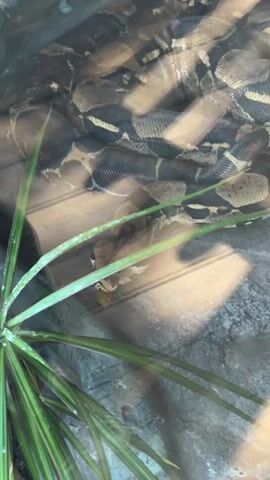 A close-up, slightly shaky, horizontal video shows a large snake coiled up behind a green plant with long, thin leaves. The snake has a dark, patterned body with lighter colored markings. It appears to be in an enclosure, possibly a zoo or pet habitat, with rock-like textures visible in the background. The lighting is somewhat dim, with some areas illuminated by a warm light source.