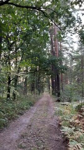 This is a first-person perspective video taken while walking on a dirt path through a forest. Tall trees with green leaves line both sides of the path, with some sunlight filtering through the canopy. The path ahead is visible and appears to continue into the distance. The foliage on the sides of the path includes green leaves and some ferns. The lighting suggests it might be late afternoon or early morning. There are no people or animals visible in the video.