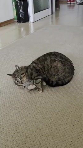 A tabby cat lies on a beige carpet, playing with a gray toy mouse. The cat is mostly curled up, with its head resting near the mouse. In the background, there's a white door, some flooring, a trash can, and a glimpse of red shoes in the distance.