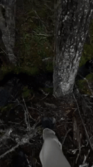 Person observed at forest stream near Ushuaia