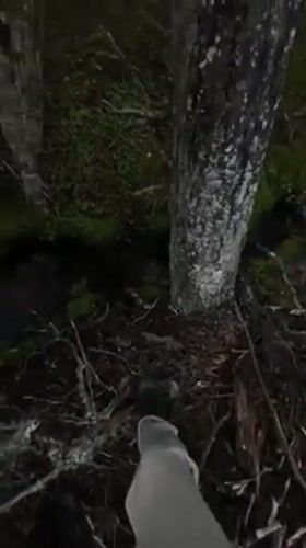 Person observed at forest stream near Ushuaia