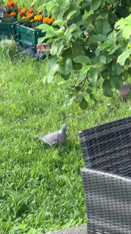 A pigeon pecks at the ground in a grassy yard, near a woven chair and some potted marigolds. The scene appears to be set in a backyard during daylight hours, likely in a temperate climate given the lush greenery. The pigeon is the primary subject, with its gray and white plumage distinct against the green grass. The woven chair, made of dark wicker, occupies the foreground on the right side of the frame, partially obscuring the pigeon from view. In the background, a green planter box filled with bright orange marigolds adds a splash of color to the scene. The presence of tree branches overhead suggests the area is shaded, and the overall impression is one of a peaceful, natural setting. There are no visible people or text in the media file.